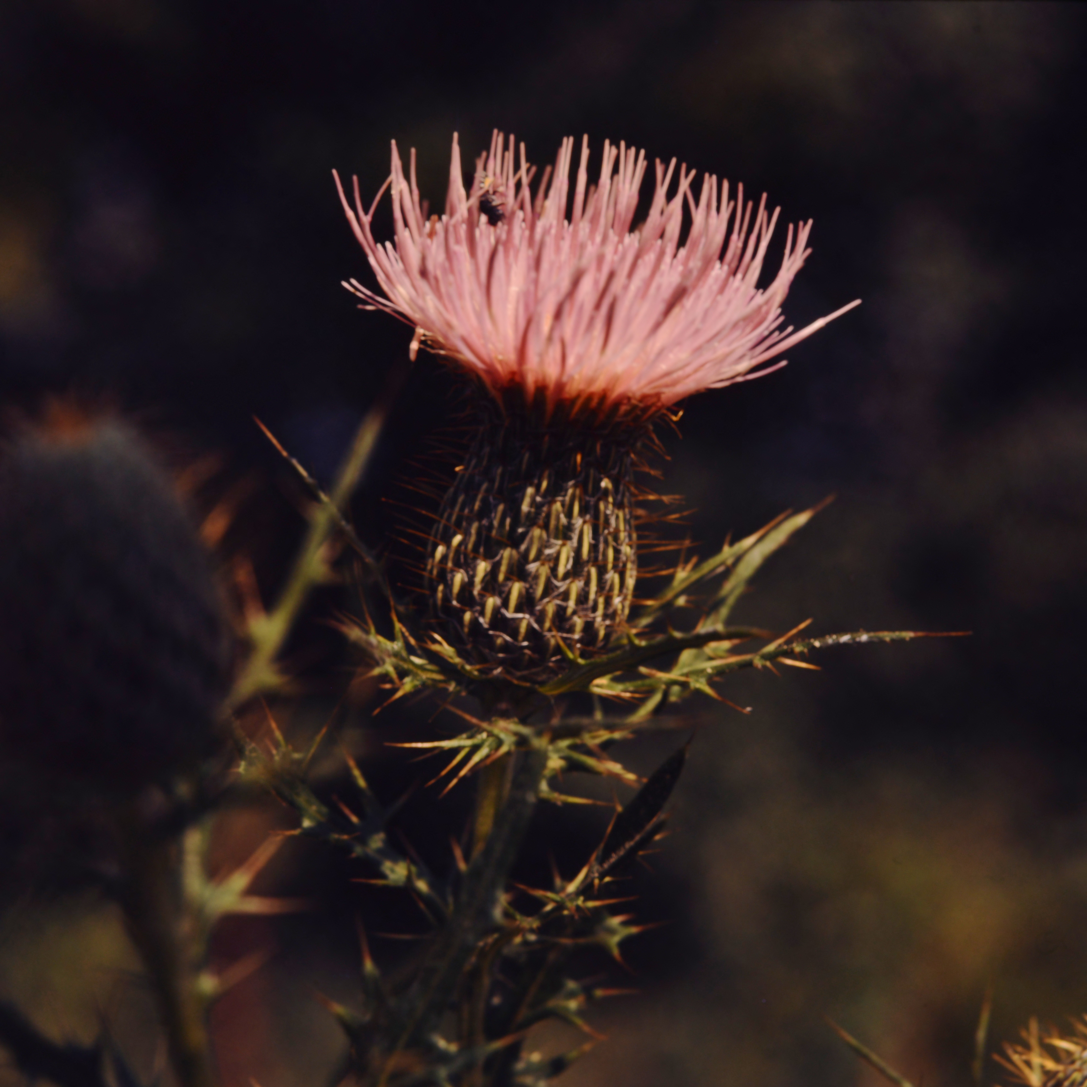 field thistle